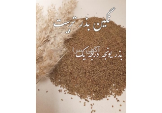 فروش انواع بذر یونجه درجه یک پایه بلند