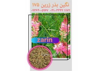 فروش بذر اسپرس بذر علوفه در اردبیل فروش بذر اسپرس یا همان خشه یونجه