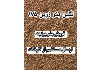 فروش بذر یونجه با قیمت دست اول