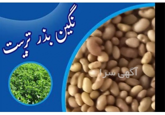 فروش ارقام متنوع بذر یونجه در بابلسر فروش بذر یونجه و بذر علوفه
