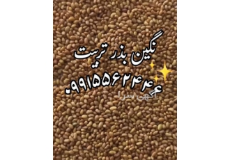 قیمت بذر یونجه، فروش بذر یونجه، قیمت علوفه