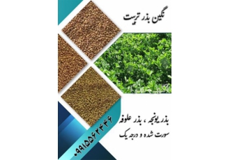 قیمت فروش بذر یونجه پایه بلند