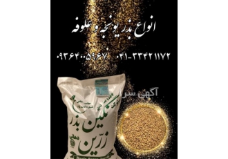 قیمت بذر یونجه بغدادی فروش بذر یونجه درجه ۱ در تهران ارائه کمترین