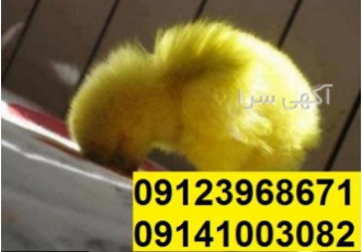 فروش جوجه گوشتی