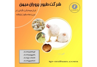 فروش جوجه فلکس شرکت طیور پروران میهن فروش جوجه گوشتی فلکس F15 جوجه