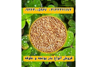 فروش بذر یونجه پایه بلند فروش بذر علوفه در ترکمن فروش بذر یونجه پایه
