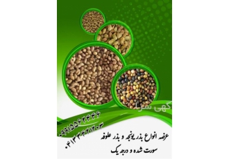 فروش بذر یونجه سورت شده درجه یک