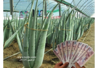 طرح توجیهی آلوئه ورا گیاه ثروت آفرین