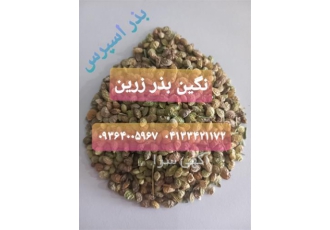 فروش بذر اسپرس خشه یونجه بذر علوفه در اصفهان با فروش بذر اسپرس درجه