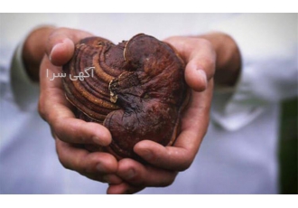 لاغری آسان با گانودرما