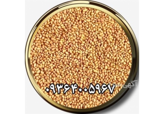 بهترین قیمت بذر یونجه عمده و خرده