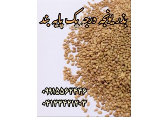 فروش انواع بذر یونجه و بذر علوفه متناسب تمام اقلیم