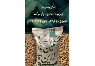 فروش بذر یونجه بوجاری شده پایه بلند