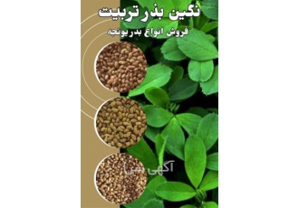 فروش بذر یونجه اعلا به تمام مناطق