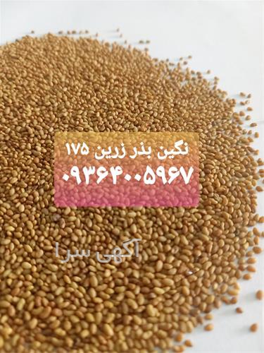 آگهی های بذر و نهال - دورود