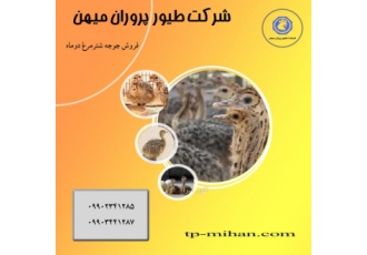 فروش جوجه شتر مرغ فروش جوجه شتر مرغ یک روزه یک ماهه دو ماهه و سه ماهه