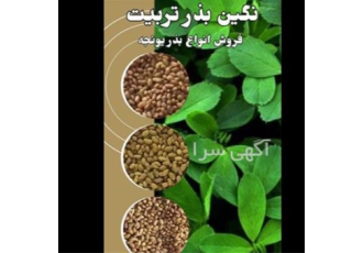 فروش بذر یونجه و بذر علوفه بی واسطه در شیراز عرضه انواع ارقام بذر یونجه