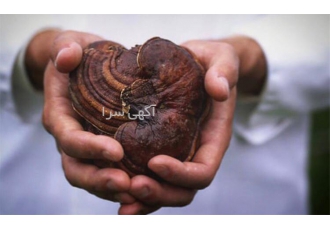 لاغر شوید و لاغر بمانید فروش قارچ گانودرما در تبریز عضو گروه مشاوره