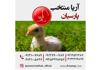 فروش جوجه بوقلمون بیوتی(but) 6فوق سنگین