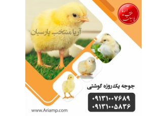 فروش جوجه گوشتی فروش جوجه گوشتی 1 روزه در انواع نژاد خرید نژاد راس خرید