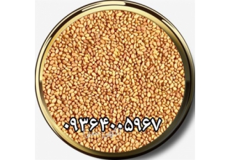 قیمت بذر یونجه رنجر درجه 1، فروش بذر یونجه
