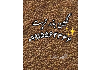 فروش بذر یونجه درجه یک بوجاری شده در ارومیه در نگین بذر تربیت انواع بذر