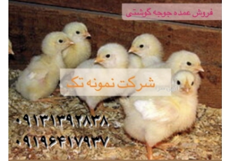 فروش جوجه گوشتی فروش جوجه گوشتی فروش مرغ بومی یکروزه فروش جوجه مرغ