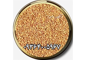 فروش بذر یونجه قیمت بذر یونجه قیمت بذر علوفه در کجور فروش بذر یونجه