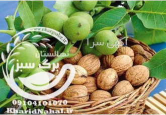 فروش ارقام نهال گردو نهالستان برگ سبز عرضه و تولید کننده انواع نهال