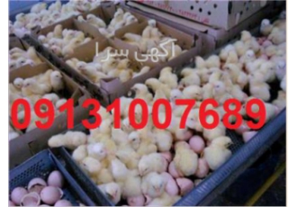 فروش جوجه یکروزه گوشتی در انواع نژاد