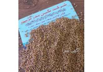فروش ارقام مختلف بذر یونجه پایه بلند درجه یک