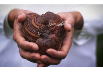 فروش دمنوش گانودرما