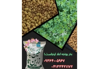 فروش انواع بذر یونجه از شرکت رسمی در خاش کیفیتی مطلوب از خرید بذر یونجه
