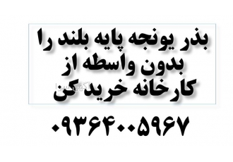 فروش بذر یونجه درجه یک قیمت بذر یونجه در زنجان شرکت نگین بذر زرین 175