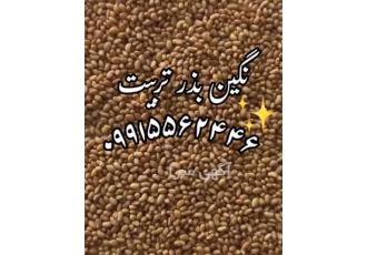 فروش بذر یونجه بذر علوفه، پایه بلند اصیل