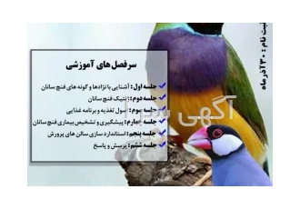 آموزش تکثیر و پرورش فنچ سانان در اراک برای اولین بار در ایران در سال