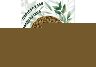 فروش بذر یونجه بذر علوفه فروش عمده و خرده در تازه کند نگین بذر