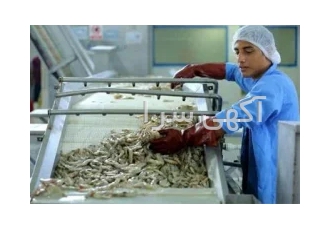 ماشین الات شستشو ماهی و میگو خشک کن ماهی و میگو مشاوره طراحی و راه