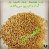 قیمت بذر یونجه در ایلخچی فروش انواع بذر یونجه رنجر آمریکایی همدانی قره