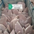 سنگ لاشه اجرای نمای پله ای سنگ کوهی به صورت منظم در آبسرد اجرای نمای