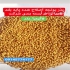 فروش بذر یونجه در کرج فروش انواع بذر یونجه سردسیری و گرمسیری همدانی قره