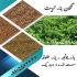 فروش انواع بذر یونجه درجه یک مستقیم از کارخانه در خوی فروش بذر یونجه
