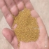 قیمت انواع بذر یونجه اصلاح شده فروش بذر یونجه در ایلخچی فروش انواع