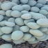 فروش سنگ لاشه سنگ قلوه ای رنگی در شیراز فروش سنگ لاشه سنگ قلوه ای