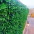 فروش چمن مصنوعی در رشت فروش و نصب چمن های مصنوعی فنس های چمنی و دیوار