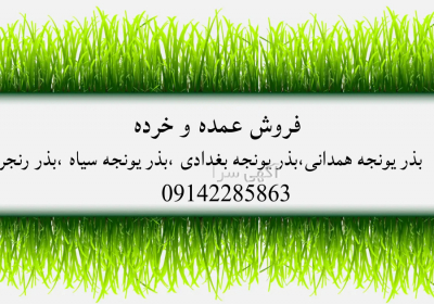 فروش بذر یونجه بغدادی