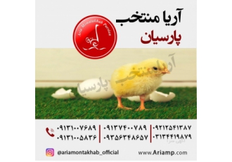 فروش جوجه گوشتی یکروزه