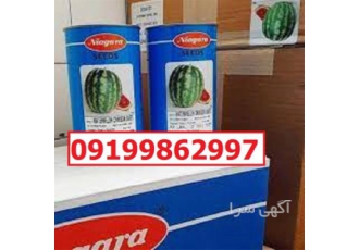 بذر هندوانه نیاگارا پرفروش اصل، بذر