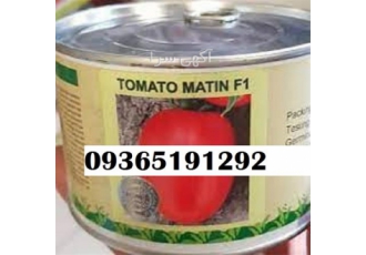 گوجه بذر متین