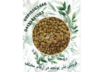 فروش بذر یونجه و بذر علوفه ، قیمت یونجه